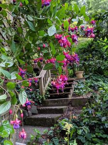 290 Marion Ave, Mill Valley, CA, 94941