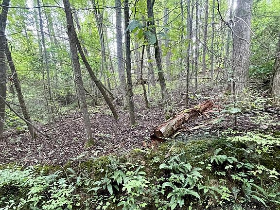 3rd image of 28 Walden Cove Way Lot 28