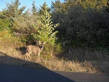 2nd image of 1068 Crestshire Loop SW