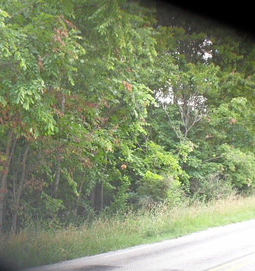 2nd image of 451 Hopwood Coolspring Rd