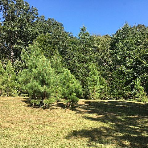 Around 15 acres of woods