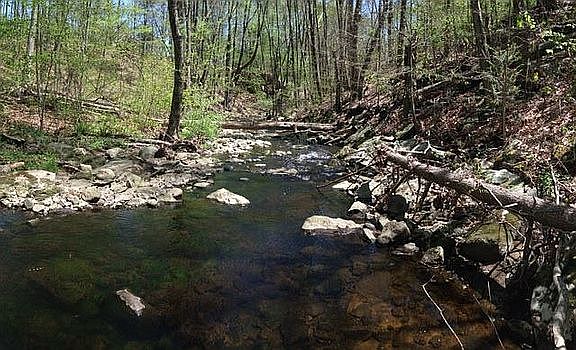 stream in the back yard