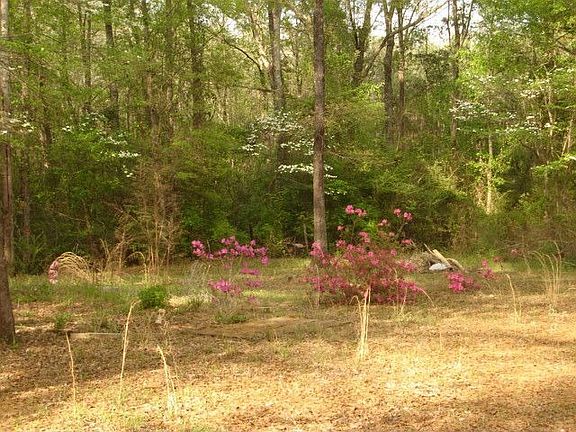 Beautiful Roomy Back Yard