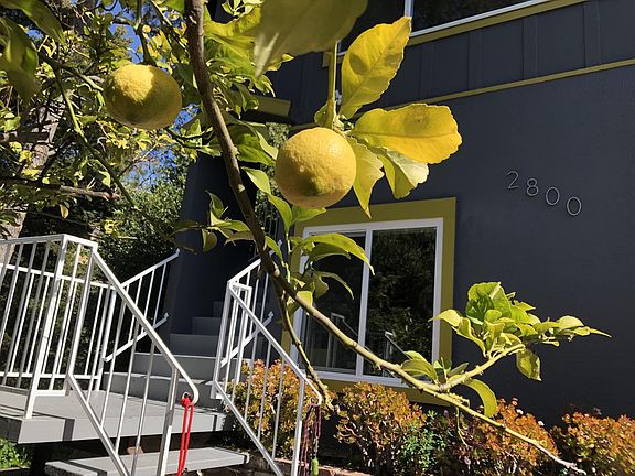 Lemon tree in the front yard