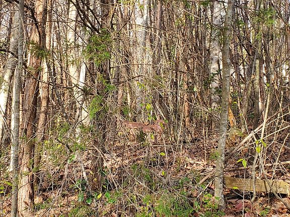 3rd image of LOT One Kingwood Cir
