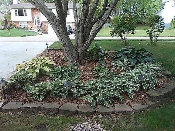 Lots a hostas!