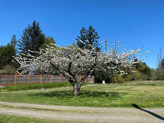 Front yard with cherry tree