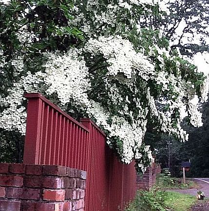 Kornus Dogwood