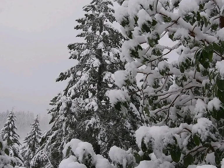 Forests Forever!