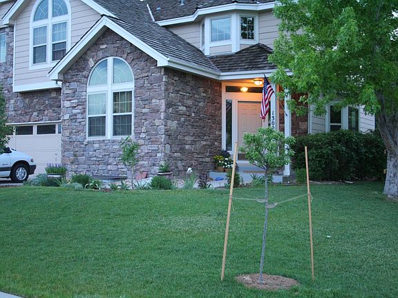 front yard with newly planted fruit trees