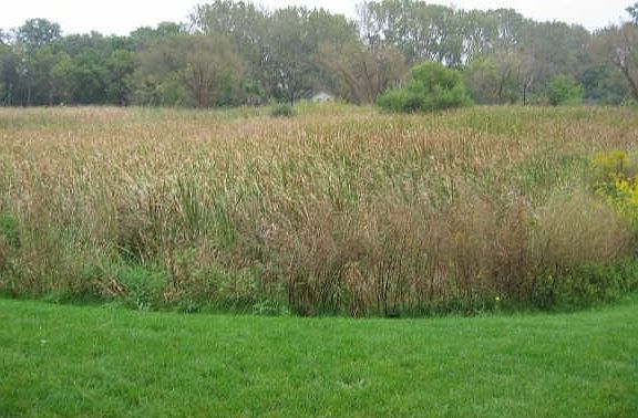 View From Patio - The Wetlands