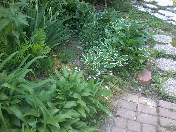more alley garden
