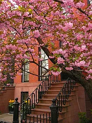 Sold by Nooklyn NYC LLC