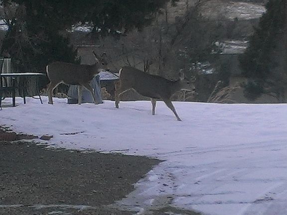 Deer walking across the deck almost every day.