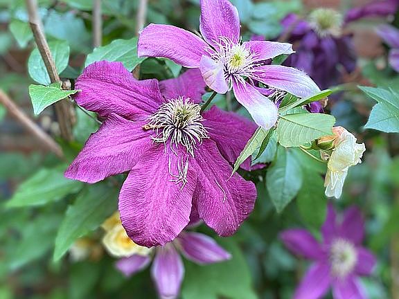 Established plants in garden