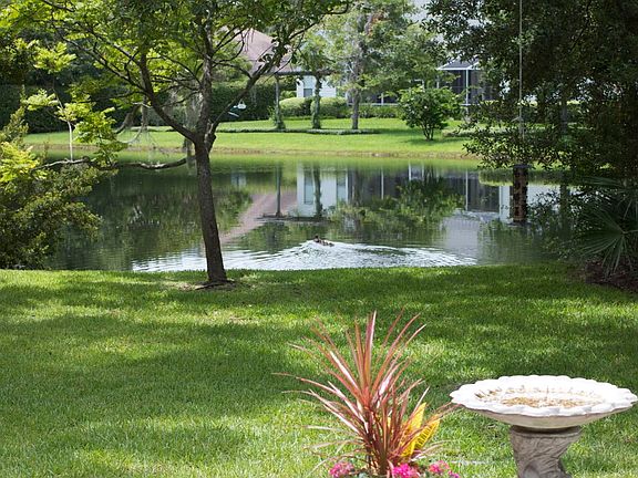 Pond from Patio