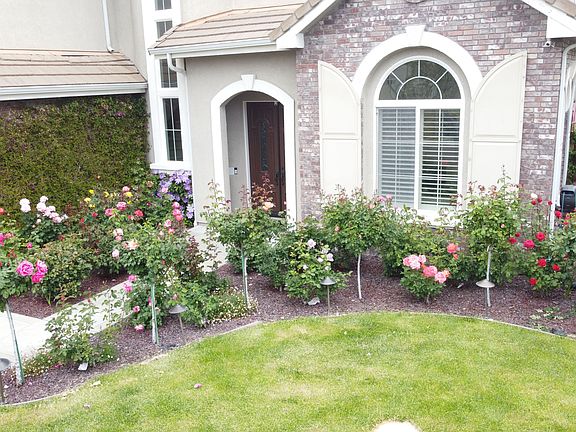 Rose Garden in the Front