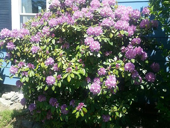 128colburnstreetdedhamflowers