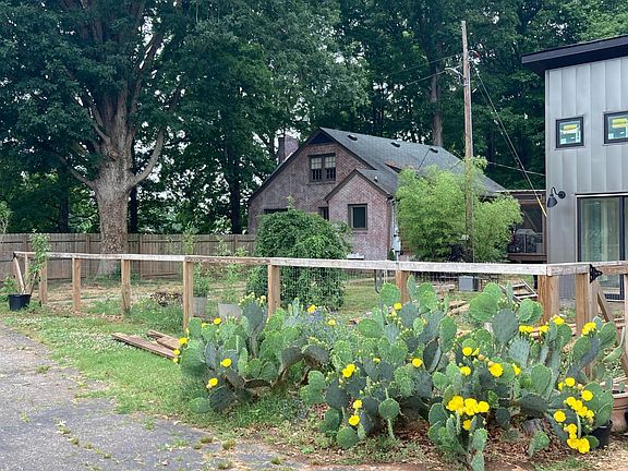 Prickly Pear in summer.
