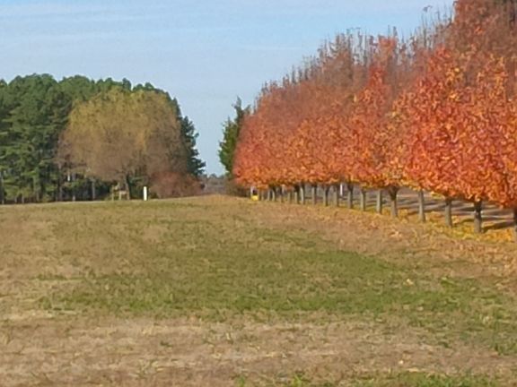Fall View---front porch