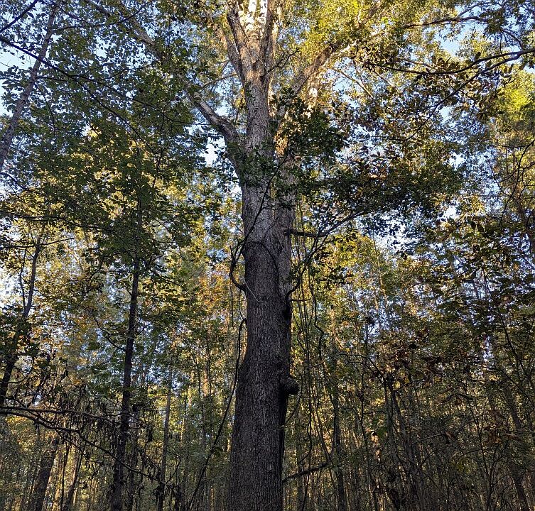 1st image of 0 Cedar Grove Rd