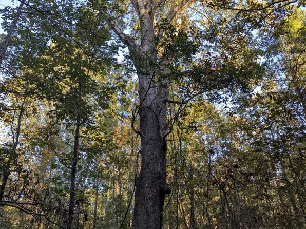 0 Cedar Grove Rd, Lexington, GA 30648