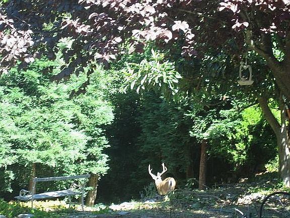 a big male deer with horns in the backyard. It was heading down to the creek. deer in the backyard