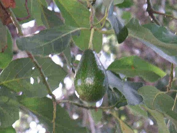 Backyard Avacado Tree