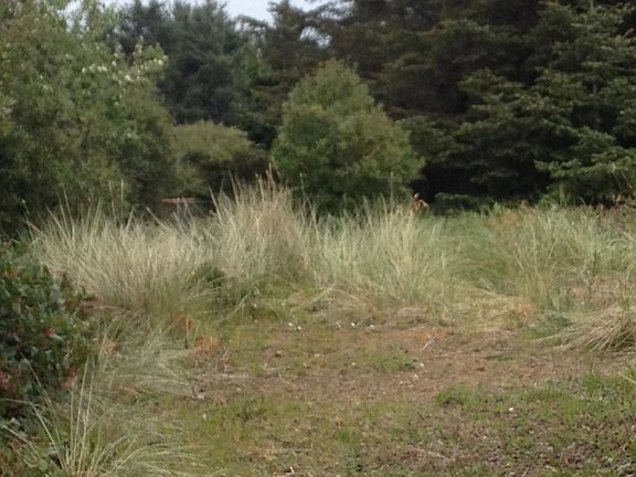 3rd image of 334 Sand Dune Ave SW