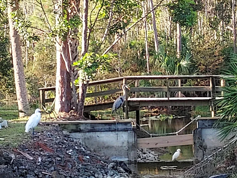 10921 Snowy Egret Cir — Photo 19
