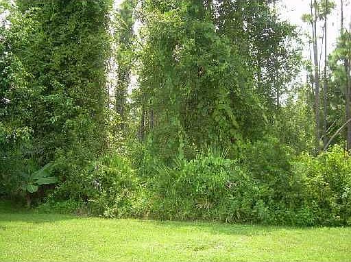 View from Back Yard -Conservation Area!