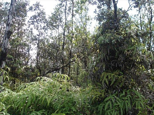 2nd image of Lehua St Lot 7046