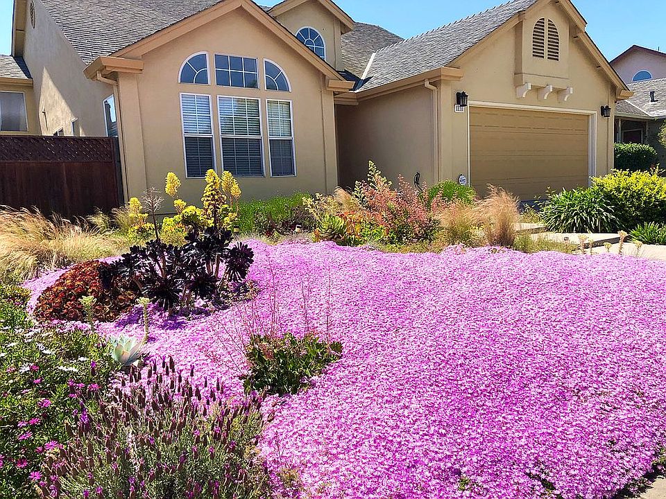 Front yard in Spring