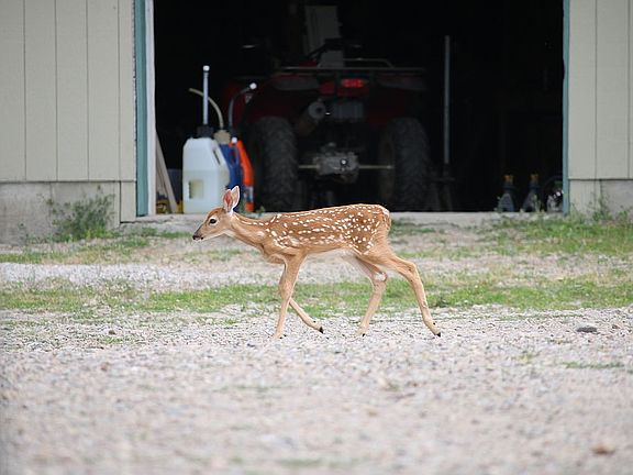 Wildlife galore 
