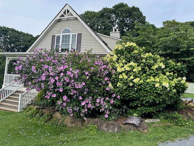 Front of house showcasing the stunning Rose of Sharon & Hydrangea bushes in bloom