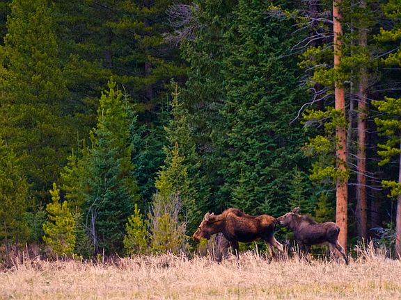 Daily wildlife views.