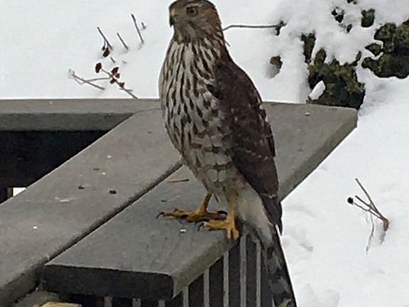 Backyard visitor!