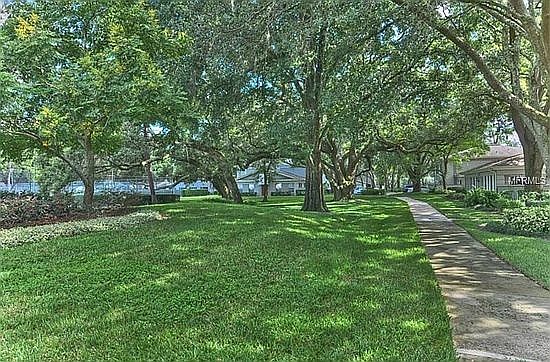 canopy of grandfather oaks