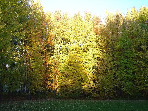 back yard in the fall