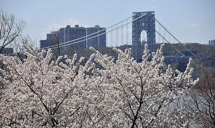 Rented by Bold New York