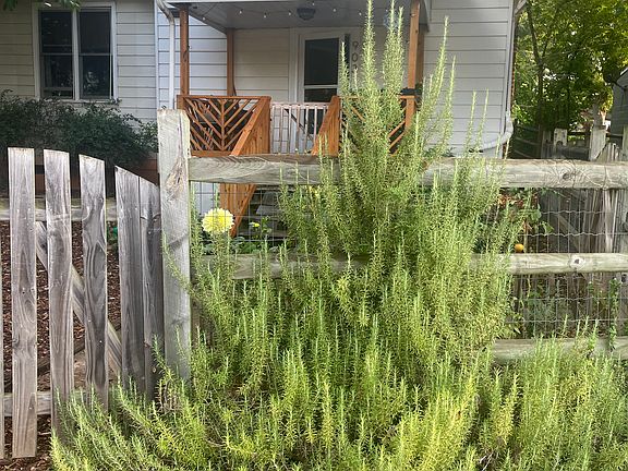 Rosemary bush in front of house and fence.