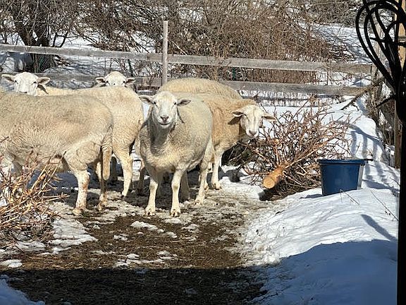 3rd image of 1031 Poors Mill Road