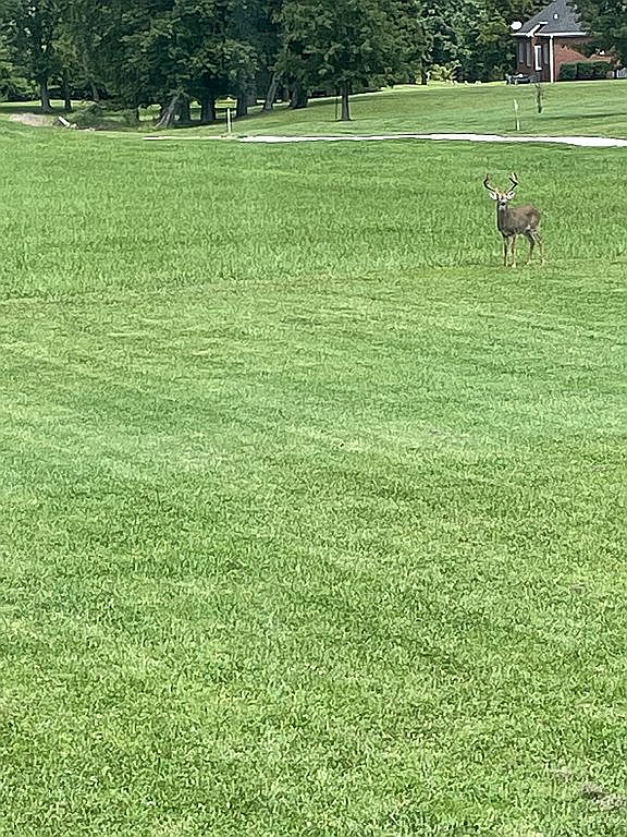 370 New Grove Rd, Smiths Grove, KY 42171 Zillow