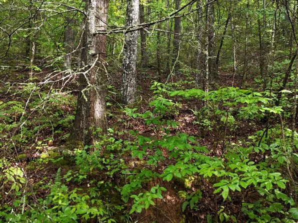 0 Steer Creek Rd, Tellico Plains, TN 37385