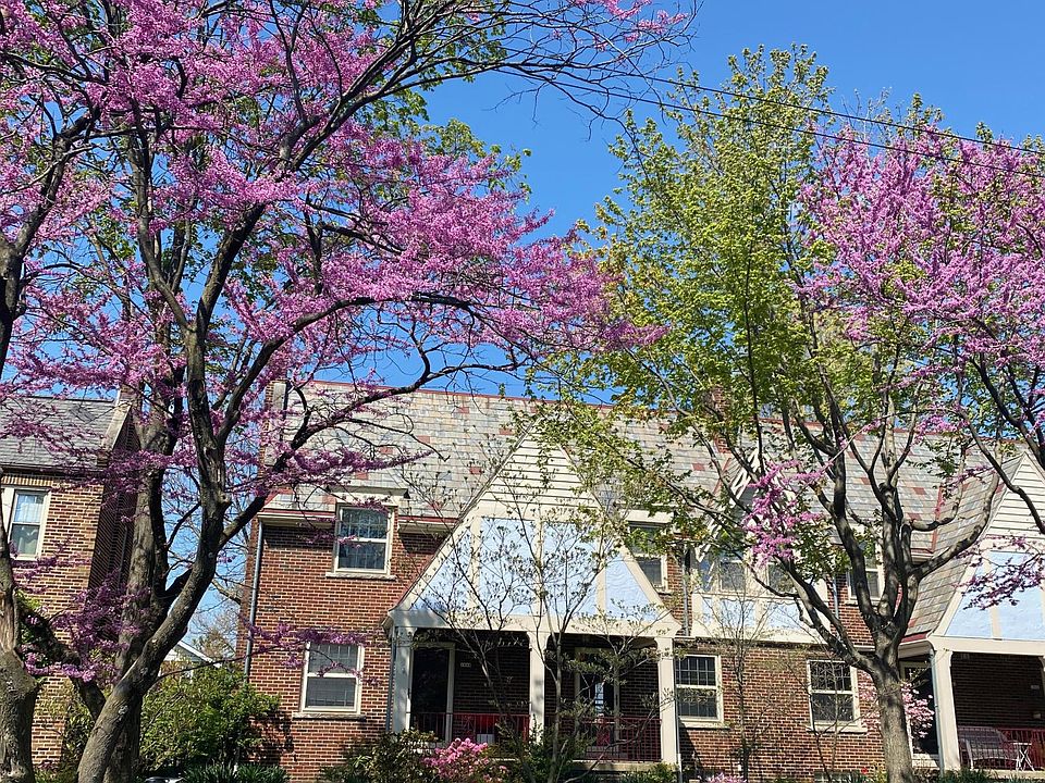 Beautiful blooms in the spring