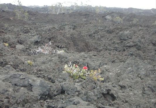 2nd image of Lot 25