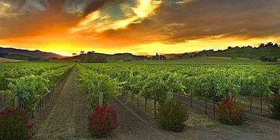 Come out and enjoy visiting the Temecula wineries ! There ar
