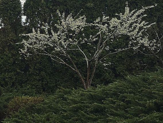 Fruit tree and shrubs 