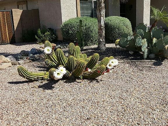 beautiful Spring blooms