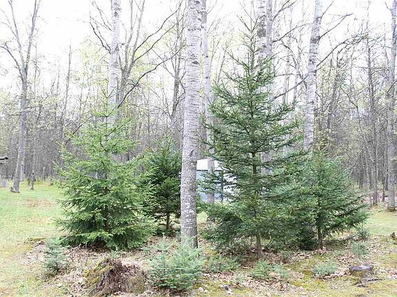5th image of 3499 Old Pine Trl